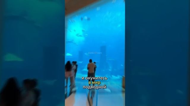 Бесплатно в Дубаи