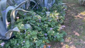 Обзор номера в гостинице и п. Лазаревское