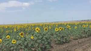 Состояние подсолнечника после обработки гербицидом "Каптора". Жизнь поля 8