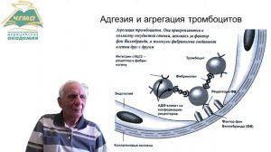 Физиология гемостаза (БИК 7/1)