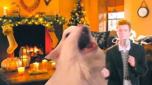 Wham! - Last Christmas (Cat Meme)