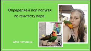 Определяем пол попугая по ген-тесту пера. Моя история