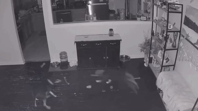 Пёс коварно отвлёк своего друга игрушкой, чтобы занять его диван
Интеллект: 100 смотреть онлайн