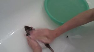 Крыса купается