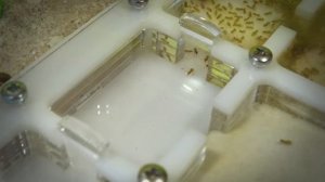 Открываем новый модуль ● Lasius flavus