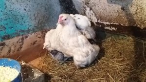 Подсадка 10-ти дневных цыплят к квочке