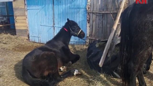 Варшавский мастер