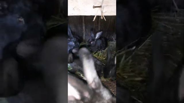 обзор и обновление хозяйства, эдильбаевские овцы,основное направление! смотреть онлайн