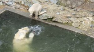 ZOO Brno - polar bears - Cora with her daughter Noria (5 months)