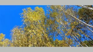 В Благодарности ....прекрасные, душевные стихи