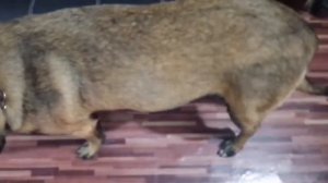 Dog pregnancy week by week - day1to63