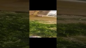 ещё одна прогулка с басиками