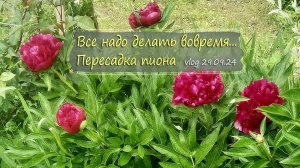 Печалька с пионом. Все надо делать вовремя... | vlog  дача как есть  29.09.2024