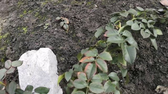 Открываю розы , весна   2024 на Урале. смотреть онлайн