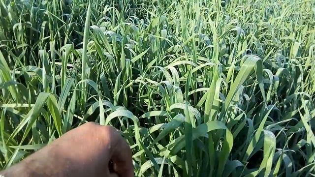 Last Fertilizer Best Time. آخری کھاد کا سہی سما