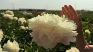 Цветение пионов 25 мая 2023 года / Сад Ворошиловой