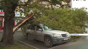 Сильный ветер повалил тополь на машину в Красноярске