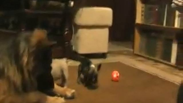 French bulldog puppies смотреть онлайн