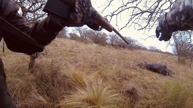 Охота на водяного буйвола в Аргентине. Water Buffalo Hunting Argentina