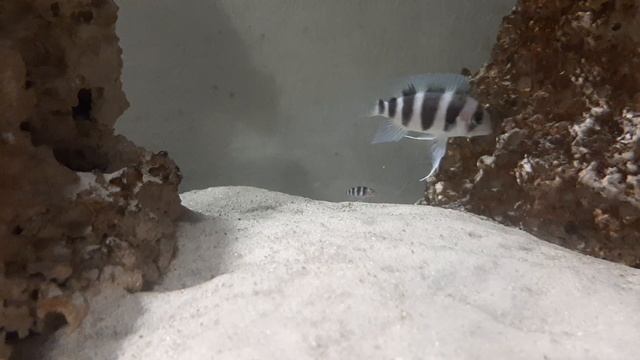 Самый наглый из Фронтоз. Новорожденный малек, как свой среди взрослых хищников смотреть онлайн