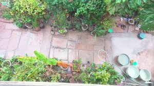 Last #Overview after #winter rain of my #Home #Garden