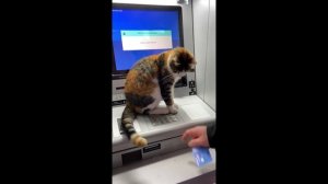 приколы с котами 14