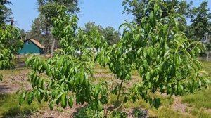 Yes, you can Summer Prune your Nectarine Trees!!!