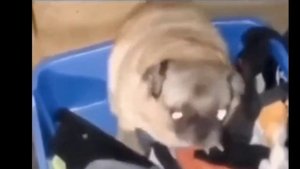 МОПС ЧЕТКО ФЛЕКСИТ ПОД КРУТУЮ МУЗЫКУ