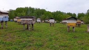 Микровибрация пчелиных семей - Биржа Ульев