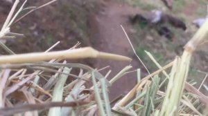 What Do I FEED My Kiko Goats? || Hauling & Loading Hay || Saturday Farm Chores