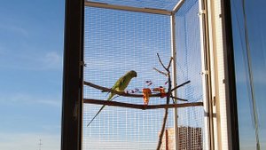 Мартин из Оренбурга. Ожереловый зелёный попугай.