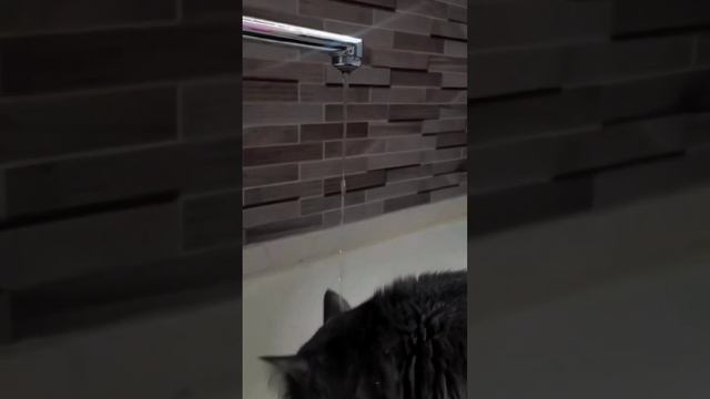 ДО КОНЦА! СМЕШНОЙ КОТ  #смешныекоты #смехдослез