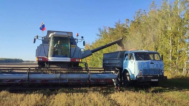 Пшеница проросла 🥺 в колосе.Молотим урожай 2024 на ВЕКТОРЕ. смотреть онлайн