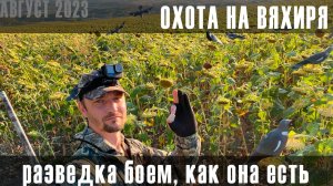 Охота на вяхиря/ разведка боем, как она есть.