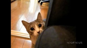 приколы с котами 13