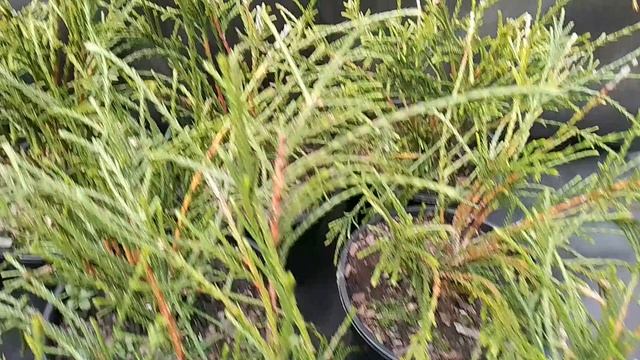 1000092655.mp4 смотреть онлайн