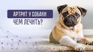 Хромает собака, что делать? Как вылечить больные суставы и артрит?