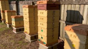 Busy Backyard Bees in Apimaye Hives During a Honey Flow