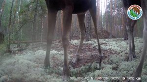 🫎Два лося в заповеднике “Большая Кокшага”