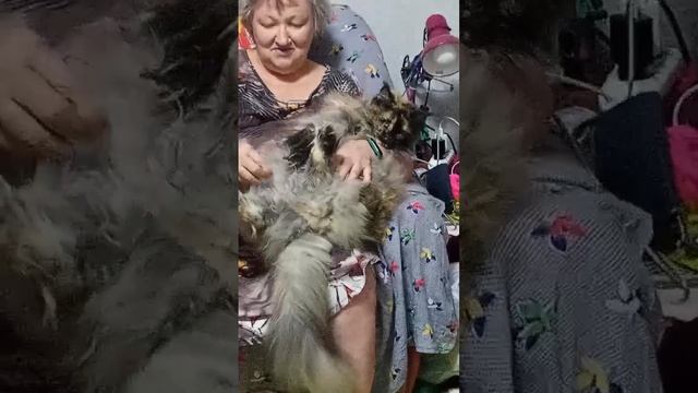 06.01.23 г/рождения 
Мейнкун-кошка Соник,Соня.