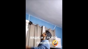 Вы видели как плюется кот