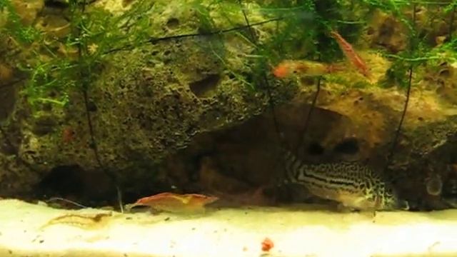 кормежка в креветочнике смотреть онлайн