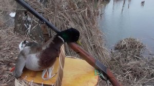 Весенняя охота на селезня с подсадными утками, удачное открытие сезона 2023 г, отличная утрянка.