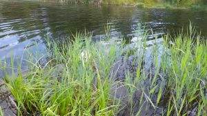 плавание Симы 4.6.2024