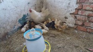 Многодетная квочка решила бросить цыплят / все мои квочки с цыплятами