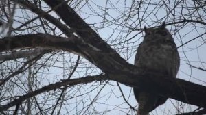 Horton the Great horned owl hangs out