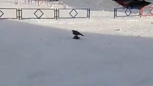 Ястреб или Коршун ))))