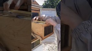 Кассетный улей Хоменко