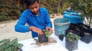 #How to Keep Live Strawberry Plant for Next Year. Full Concept of Strawberry Plant. #krishi projukt