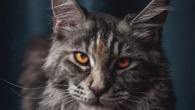 ASMR МУРЧАНИЕ | ПОЛЧАСА МУРЛЫКАЕТ КОШКА! #asmrsounds #cats #асмр